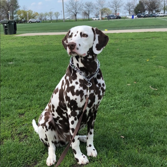 Hi everyone. Welcome to my poshmark! - Picture 1 of 1